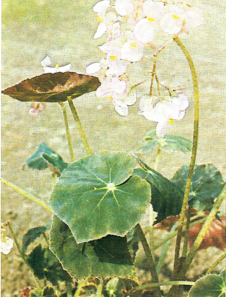 B. ‘Stanford’s Miniature’